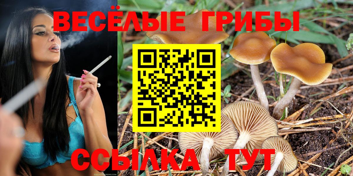 Псилоцибиновые грибы Cubensis Междуреченск